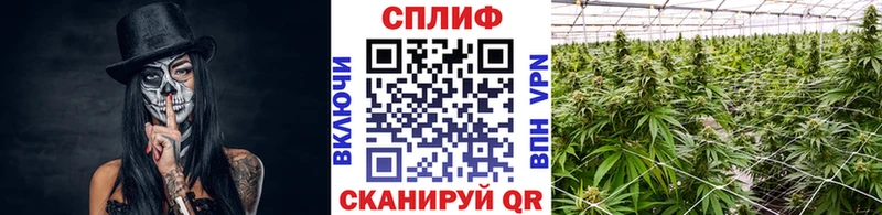 Бошки Шишки семена Боготол